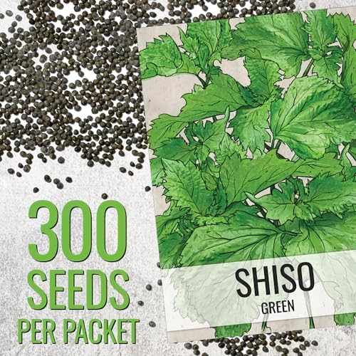 Seed Needs Green Shiso Seeds to Plant an Herb Garden - 1 Pack - Image 3