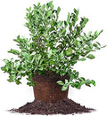 Perfect Plants Powder Blue Blueberry Live Plant, 3 Gallon, Includes Care Guide by PerfectPlantsNursery