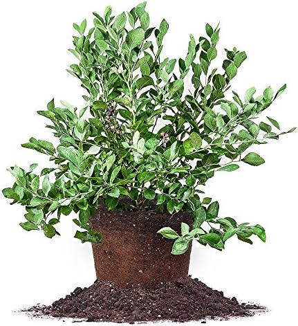Perfect Plants Powder Blue Blueberry Live Plant, 3 Gallon, Includes Care Guide by PerfectPlantsNursery