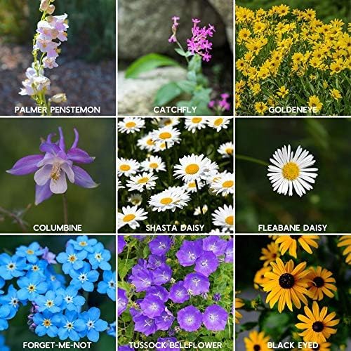 Mountain Valley Seed Co Rocky Mountain Wildflower Seeds Mix 1 Lb Seed Pouch - Image 2