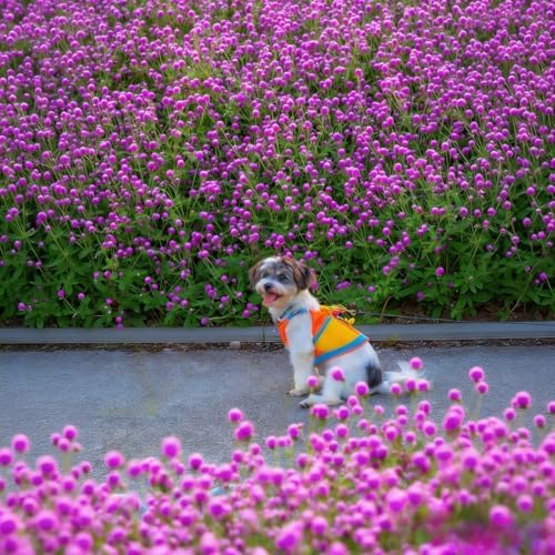 Mixed Globe Amaranth Seeds - 300 Pcs Annual, Heat & Drought Tolerant, Pollinator Friendly | Vibrant Pom Pom Blooms for Beds, Borders, Cut Flowers & Dried Arrangements, Non-GMO Heirloom - Image 5
