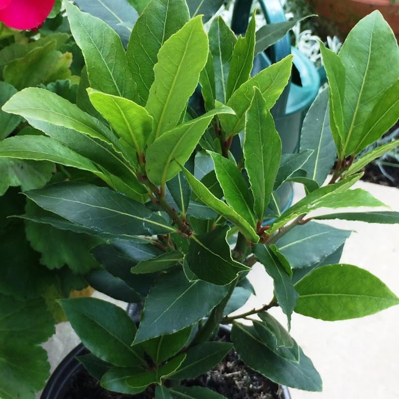Bay Leaf Laurel Tree Live Plant, 8-10" Sweet Laurus Nobilis Culinary Herb - Image 6