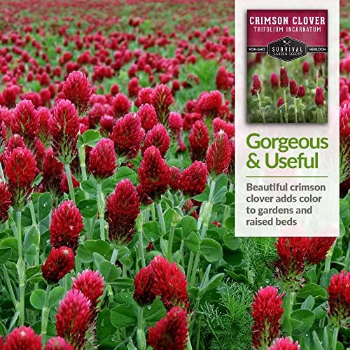 Crimson Clover Seeds for Planting - Survival Garden Seeds (1 Pack) - Image 4
