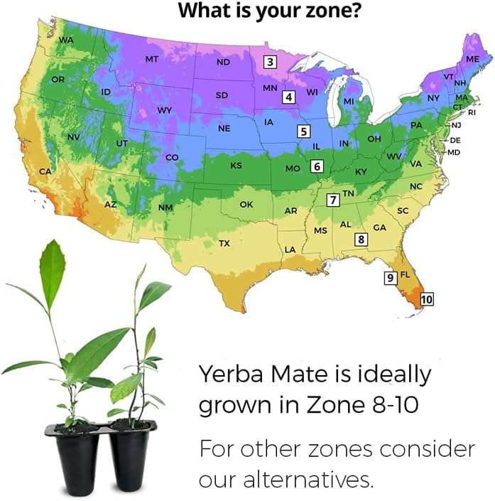 Yerba Mate Tea Plant (4 Pack) | Real Live Plant for Sale | Perfect for Tea Lovers | Hardy and Easy to Grow for Planting | Grow Organic Tea Leaves at Home | Great for Indoor or Outdoor Gardens - Image 4
