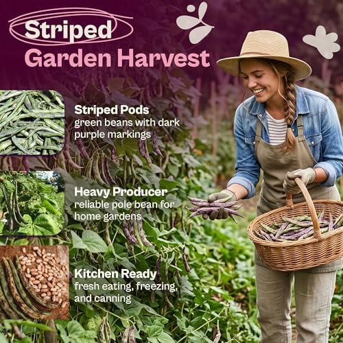 SVI 50 Rattlesnake Beans Seeds (Phaseolus vulgaris) – String Green Bean Seed Packets, Heavy Producing Green Beans – Non GMO Heirloom Vegetable Seeds for Trellis Home Garden & Outdoor Vegetable Garden - Image 3