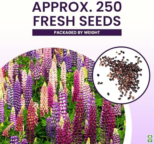 Marde Ross & Company Russell Lupine Seeds, 100 Mixed - Image 3