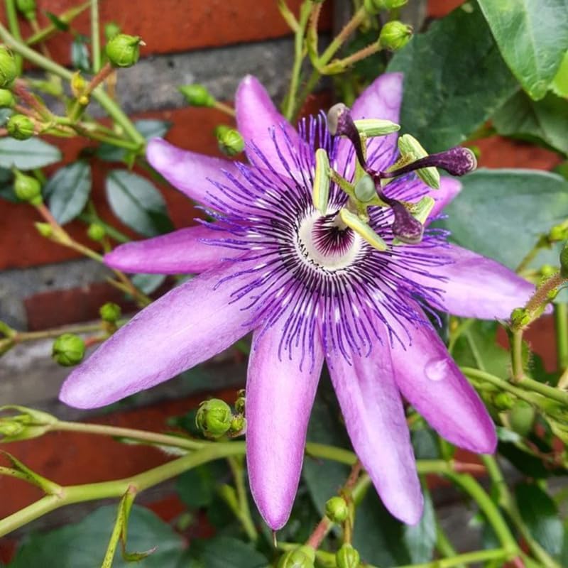 Lavender Passion Flower Live Plant, Passiflora Trellis Vine, 4-8 Inches - Image 4