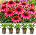10 Watermelon Coneflower Live Plugs – Orange Echinacea Perennial Plants by CZGrain
