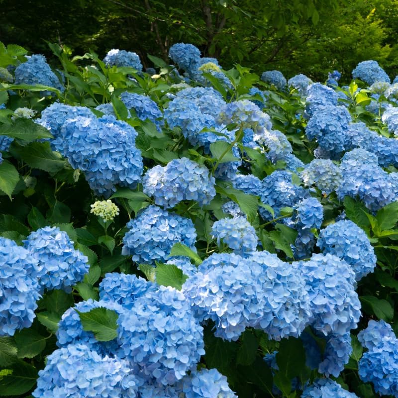 Nikko Blue Hydrangea Tree Live Plant, 2.5" Pot, Eye Catching Hydrangea Plant Live, Cold Hardy Perennial Flowering Shrub, for Gardens & Yard Borders by GINGERGLOW