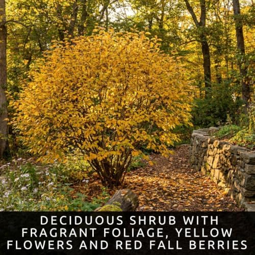 Spicebush Seeds for Planting | 100 Seeds | Lindera Benzoin Native Shrub - Image 2