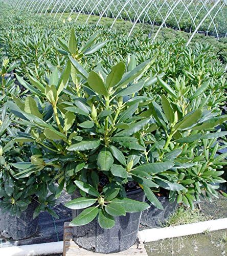Rhododendron cat. 'Roseum Elegans' (Rhododendron) Evergreen, lavender pink flowers, #2 - Size Container - Image 2