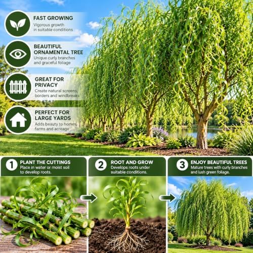 Curly Willow Cuttings for Planting - Fast Growing Live Tree Starts, Twisting Corkscrew Branches, Ornamental Landscape Trees, Easy to Root Hardwood Trees, 200 Cuttings - Image 2
