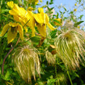 Yellow Clematis Vine Plant, Clematis Vine Plants Live in 2.5 Inch Pot by HILROQG