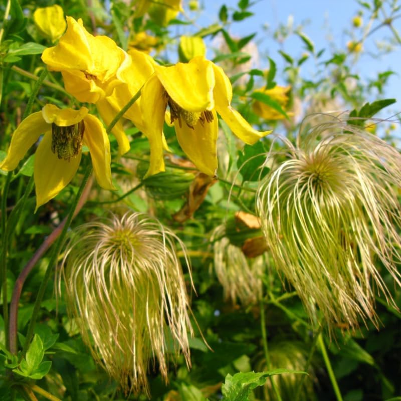 Yellow Clematis Vine Plant, Clematis Vine Plants Live in 2.5 Inch Pot by HILROQG