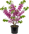 Eastern Redbud Tree Live Plant 6-16 Inch Tall Qt Pot, Ornamental Spring Blooming Seedling Cercis Canadensis Shrub Red Bud Tree by Unknown