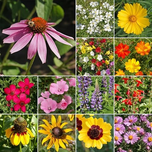 Ferry-Morse Southeast Bulk Wildflower Seeds, 215,000+, 1 lb - Image 2
