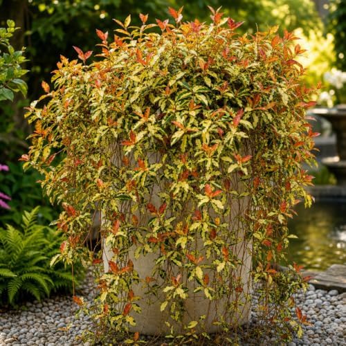 Jasmine Summer Sunset | 3 Live Quart Size Plants | Trachelospermum Asiaticum | Colorful Ground Cover | Ornamental Foliage Plants - Image 2