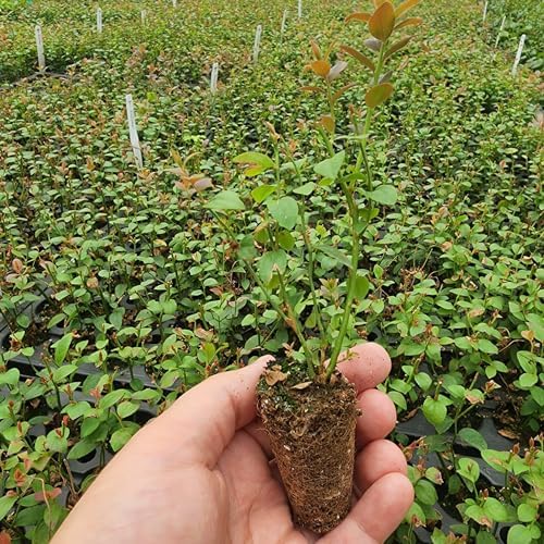 Live Chandler Blueberry Bushes (4 Pack) – Northern Highbush Blueberry Bushes for Planting, Vigorous Growth, Extended Harvest Season, Suitable for Various Climates - Image 4