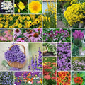 Eden Brothers Perennial Pollinator Wildflower Mixed Seeds, 1lb by EdenBrothers