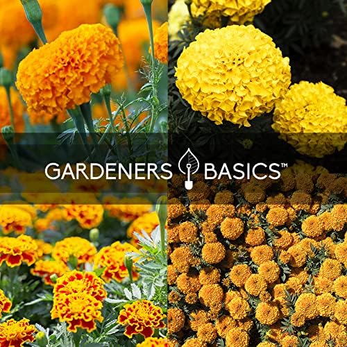 Gardeners Basics, Marigold Seeds for Planting Outdoors (4 Variety Pack) French Marigold Petite Mix, Dainty Marietta, Sparky, and African Marigold Seeds Crackerjack for Pollinators Wildflower Seed - Image 4