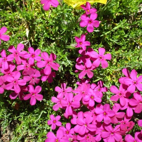2 Red Creeping Phlox Plants Live, Outdoor Landscape Perennial - Image 3
