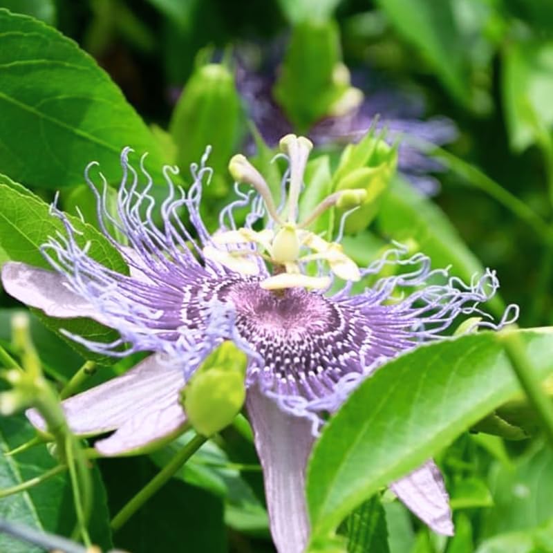 2 Purple Passion Flower Live Plants, Passiflora Vine to Grow 5-7" Tall - Image 2