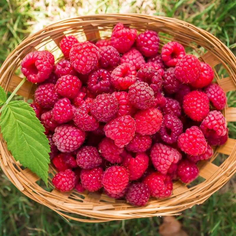 2 Red Raspberry Live Plants, 5-9 Inch Tall Berry Bushes - Image 6