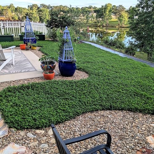 Outsidepride Perennial White MiniClover Seed - 5 lb. Dwarf, Small-Leaved, Drought & Wear-Tolerant Micro Clover Seeds for Lawn, Ideal Low-Maintenance & Easy to Grow Ground Cover Seeds for Home Yard - Image 2