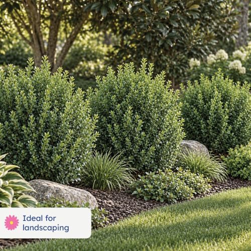 Green Mountain Boxwood, Live Evergreen Shrub, 3 Gallon - Image 3