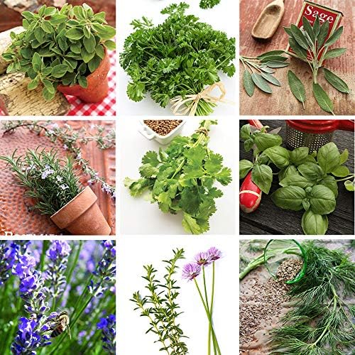 Sustainable Seed Co Culinary Herb Seeds Variety Pack – 10 Non-GMO - Image 2
