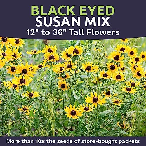 Black Eyed Susan Seeds – Bulk Quarter Pound Bag – Over 400,000 Open Pollinated Non-GMO Wildflower Seeds – Rudbeckia hirta - Image 4
