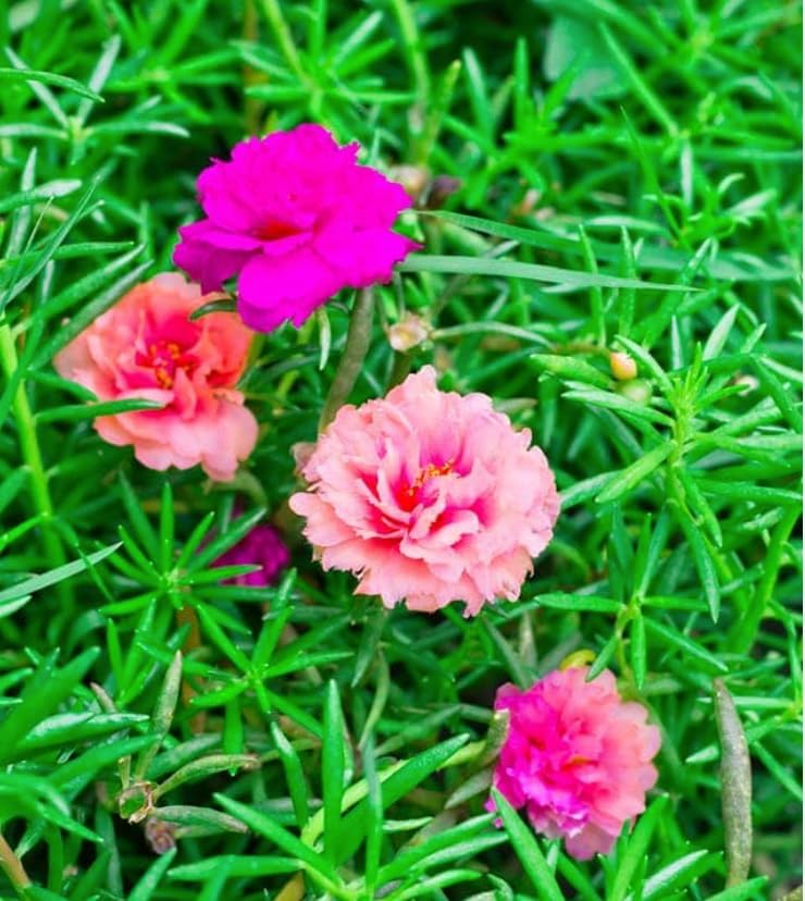 10,000+ Moss Rose Seeds – Heirloom Portulaca Seeds – Easy to Grow, Fast-Growing Annual Flower – Mixed Colors – Drought Tolerant, Non-GMO Ground Cover for Garden Landscaping - Image 7