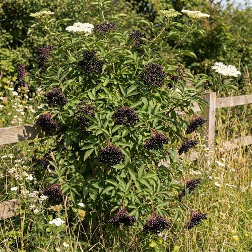 Black Elderberry Tree Live Plant, Berry Bush, 6-10 Inch Tall, Quart Pot - Image 7