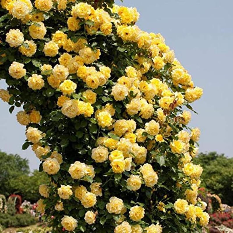 Yellow Climbing Roses Live Plants, Fragrant Starter 5-9" Tall - Image 6