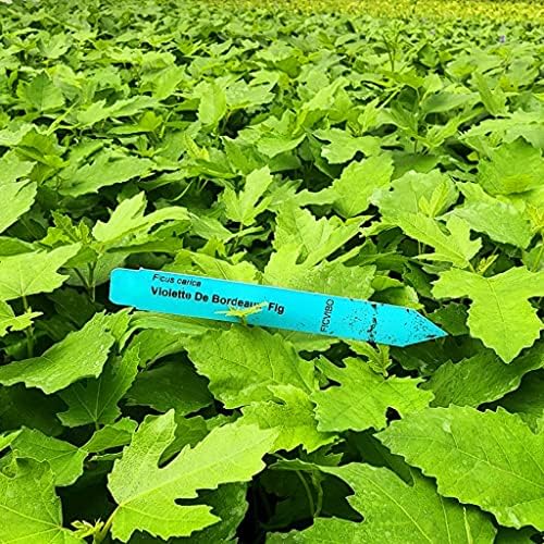 Fig Tree Violette de Bordeaux Live for Sale (4 Pack) | Easy to Grow Plants | Edible Fruit Plant for Sustainable Living | Grow Your own Food on Your Edible Organic Garden| Live for Planting| No Seeds - Image 4