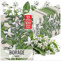 Seed Needs White Borage Seeds to Plant an Herb Garden - 10 Packs by SeedNeeds