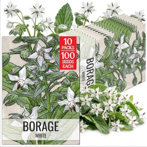 Seed Needs White Borage Seeds to Plant an Herb Garden - 10 Packs by SeedNeeds