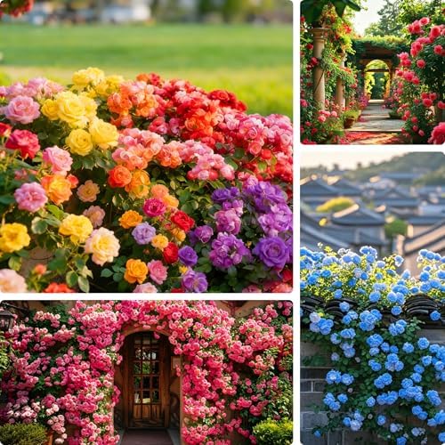 295+pcs Climbing Rose Seeds for Planting, Rose Hummingbirds Vine Flower Seeds, Heirloom Non-GMO Bloom Flowers Plants for Home Garden Outdoors Indoors by MIXRUGBACWATER