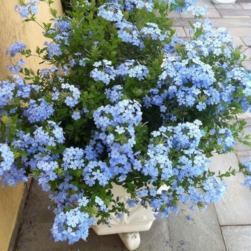 2 Blue Plumbago Live Plants, 4-8'' Tall Blue Plumbago Plant Vine Shrub - Image 2