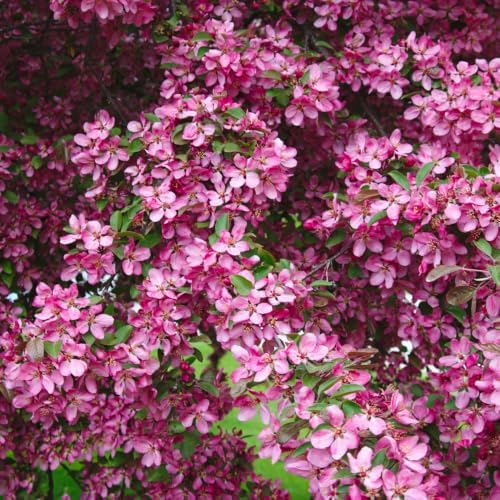 Live Eastern Redbud Tree for Planting, 6-10 Inch Tall in Quart Pot, Beautiful Ornamental Redbud for Home, Garden, Yard & Outdoor Landscaping, Low-Maintenance, Easy-Grow Starter Plant - Image 3