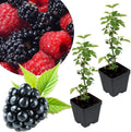 2 Easy Planting BlackBerry Plants Live for Planting, High Yielding, Sweet Juicy Berries for Your Garden, 4-6" in Tall, Cold Hardy, Dormant in Winter, No Pot by Unknown