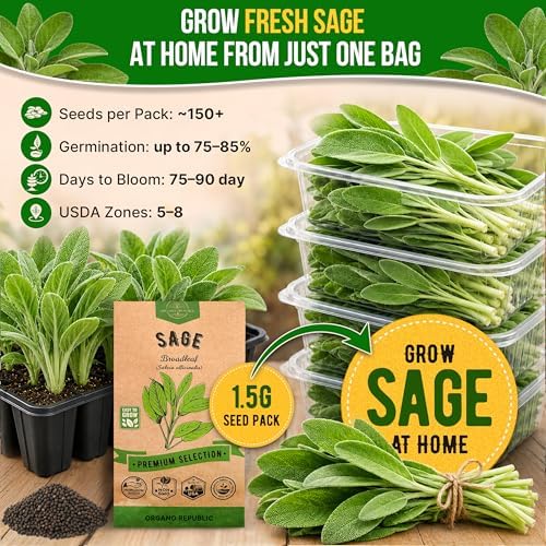 Sage Seeds Pack 1.5 G - Over 250 Non-GMO Heirloom Sage Seeds for Planting Herbs in Individual Seed Packet, Herbs Seeds for Planting Home Garden Indoor & Outdoor Gardening - Image 4