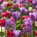 All-in-One Flower Garden Kit - 25 Flower Bulbs Per Box - Potluck Planting Berry Bouquet Mix - Allium and Tulip Mix - Fragrant - Naturalizing - Live Outdoor Garden - Easy to Plant Flowers by HollandBulbFarms