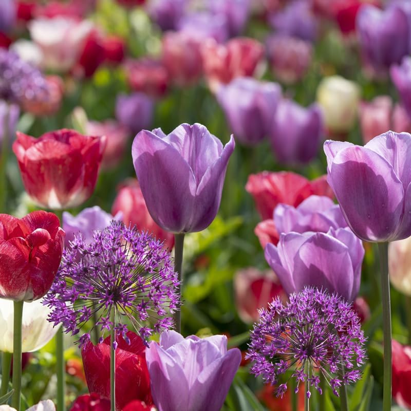 All-in-One Flower Garden Kit - 25 Flower Bulbs Per Box - Potluck Planting Berry Bouquet Mix - Allium and Tulip Mix - Fragrant - Naturalizing - Live Outdoor Garden - Easy to Plant Flowers by HollandBulbFarms