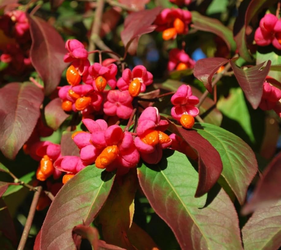 Dwarf Burning Bush Shrub Live Plant, Vibrant Scarlet Red Fall Color, Winged Euonymus Plant 6-12" Tall 4" Pot - Image 4