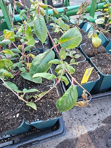one Live Southgate Fuchsia Fuschia Plant (White/Pink) Bush Shrub Butterfly Hummingbird Attraction pollinator in a 5" Pot, Well Rooted Flowers semi-Shade - Image 7