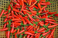 Hot Pepper Seeds - Tabasco - Heirloom - Liliana's Garden by Unknown