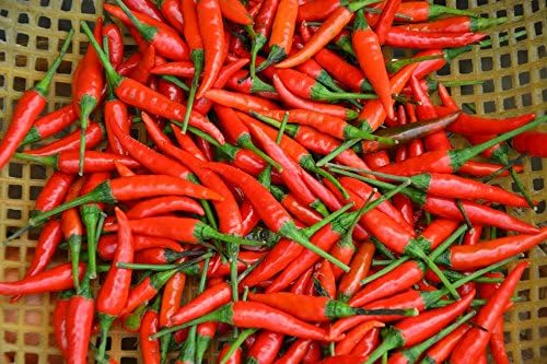 Hot Pepper Seeds - Tabasco - Heirloom - Liliana's Garden by Unknown