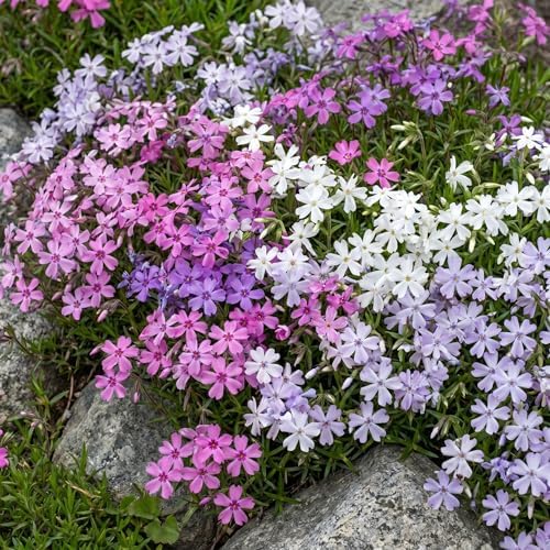 2 Mix Creeping Phlox Live Plants, Perennial Flower Plant, 4-7 Inch Tall - Image 7