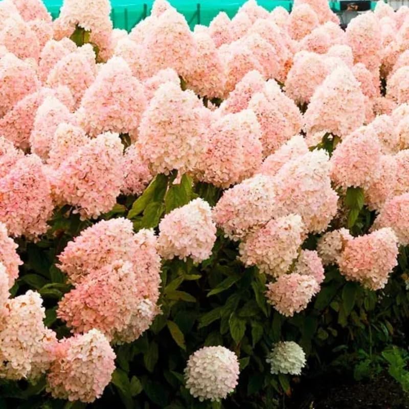 Pink Hydrangea Live Plant, Perennial Flowering Bush, 4-7'' Tall, 2.5'' Pot - Image 2
